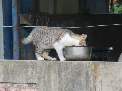 貓來起大厝的意思|「狗來富，貓來起大厝」的意義是什麼？